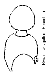 bryaxis_witzgalli_f.gif
