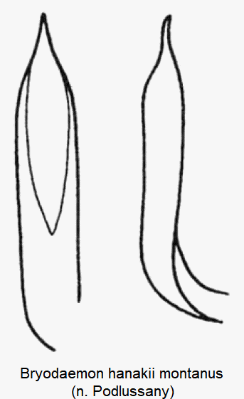 bryodaemon_montanus-1.gif