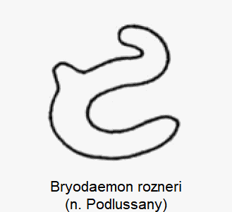 bryodaemon_rozneri_sperm.gif