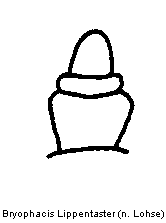 bryophacis_lippentaster.gif