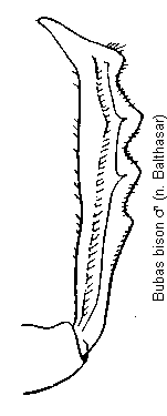 bubas_bison_vschn.gif