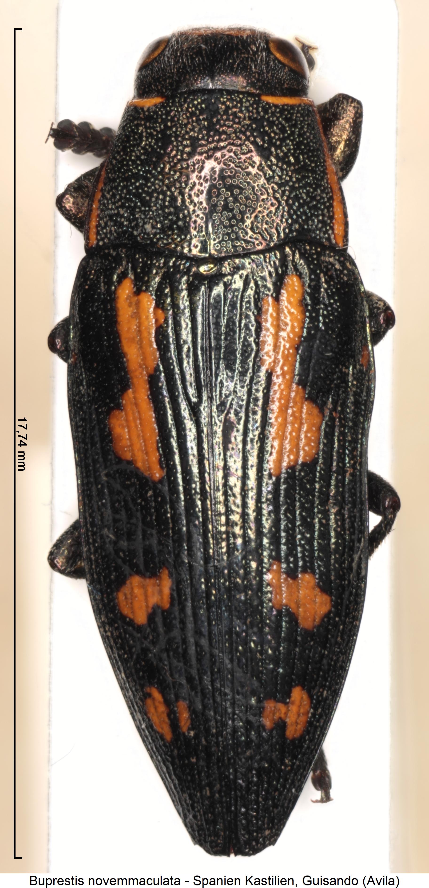 buprestis_novemmaculata_hab.jpg