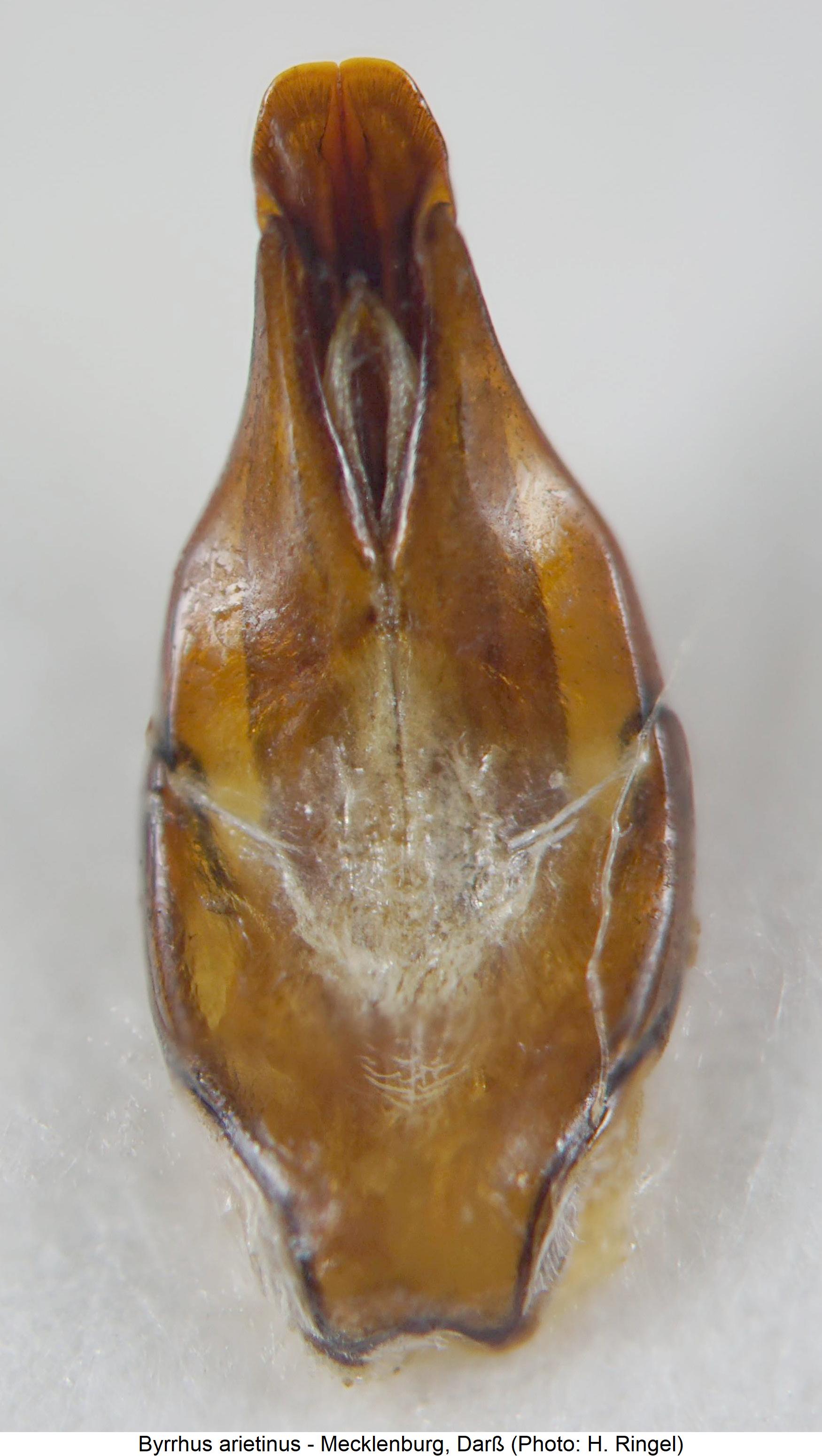 byrrhus_arietinus.jpg