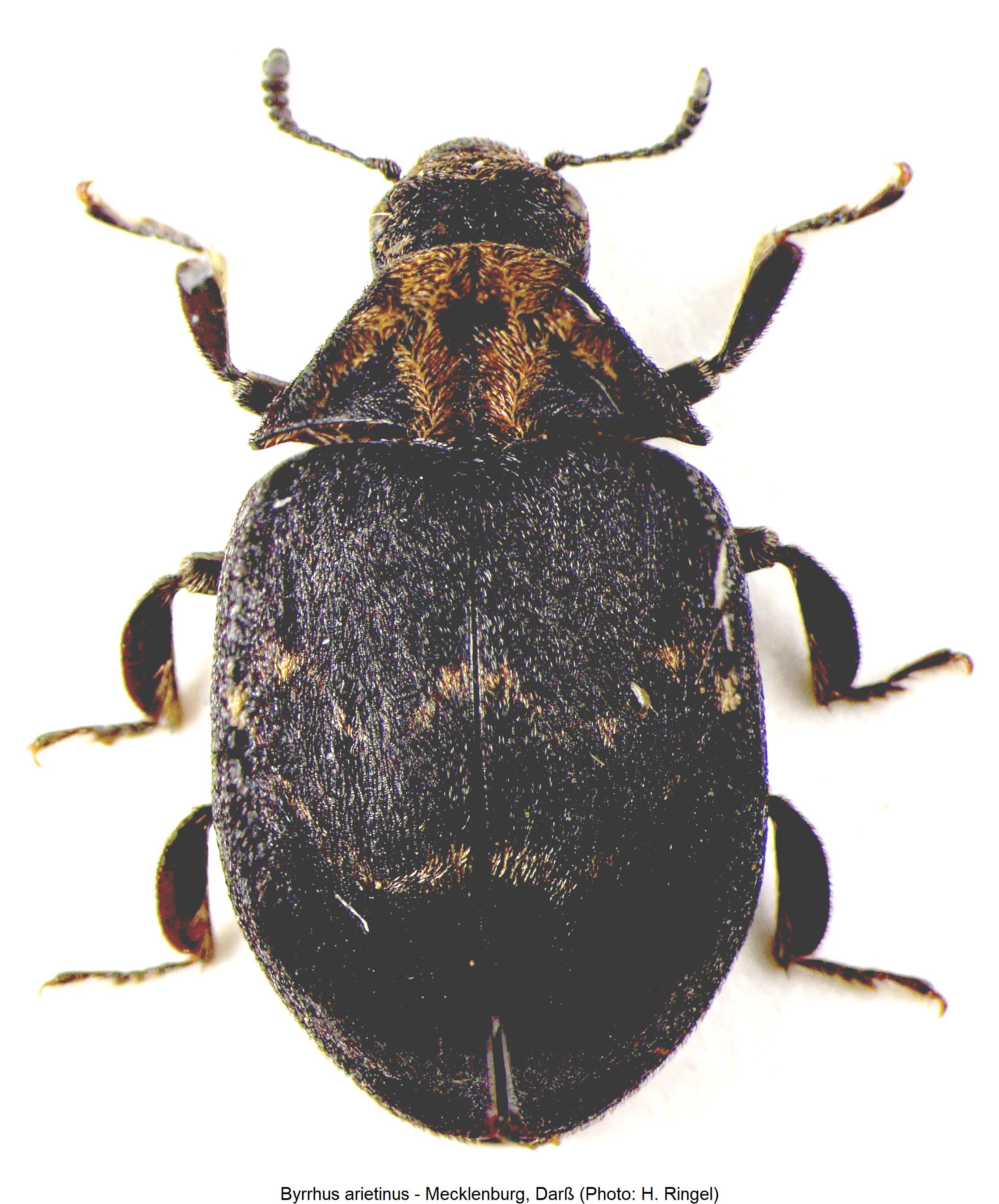 byrrhus_arietinus_hab.jpg