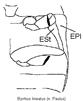 byrrhus_lineatus_hbr.gif