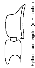 bythinus_acutangulus_f.gif