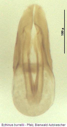 bythinus_burrellii.jpg
