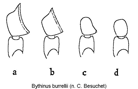 bythinus_burrellii_f.gif