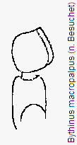 bythinus_macropalpus_f.gif