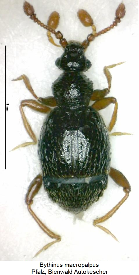 bythinus_macropalpus_hab.jpg
