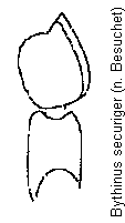 bythinus_securiger_f.gif