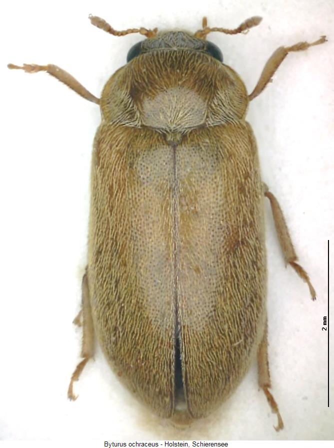 byturus_ochraceus_hab.jpg