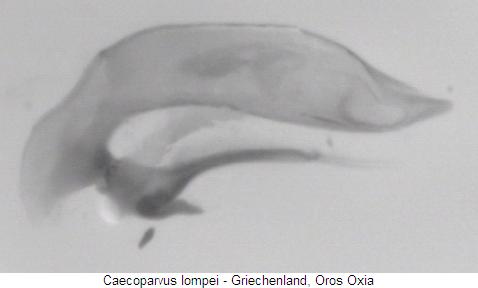 caecoparvus_lompei.jpg