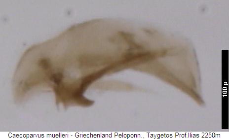 caecoparvus_muelleri.jpg