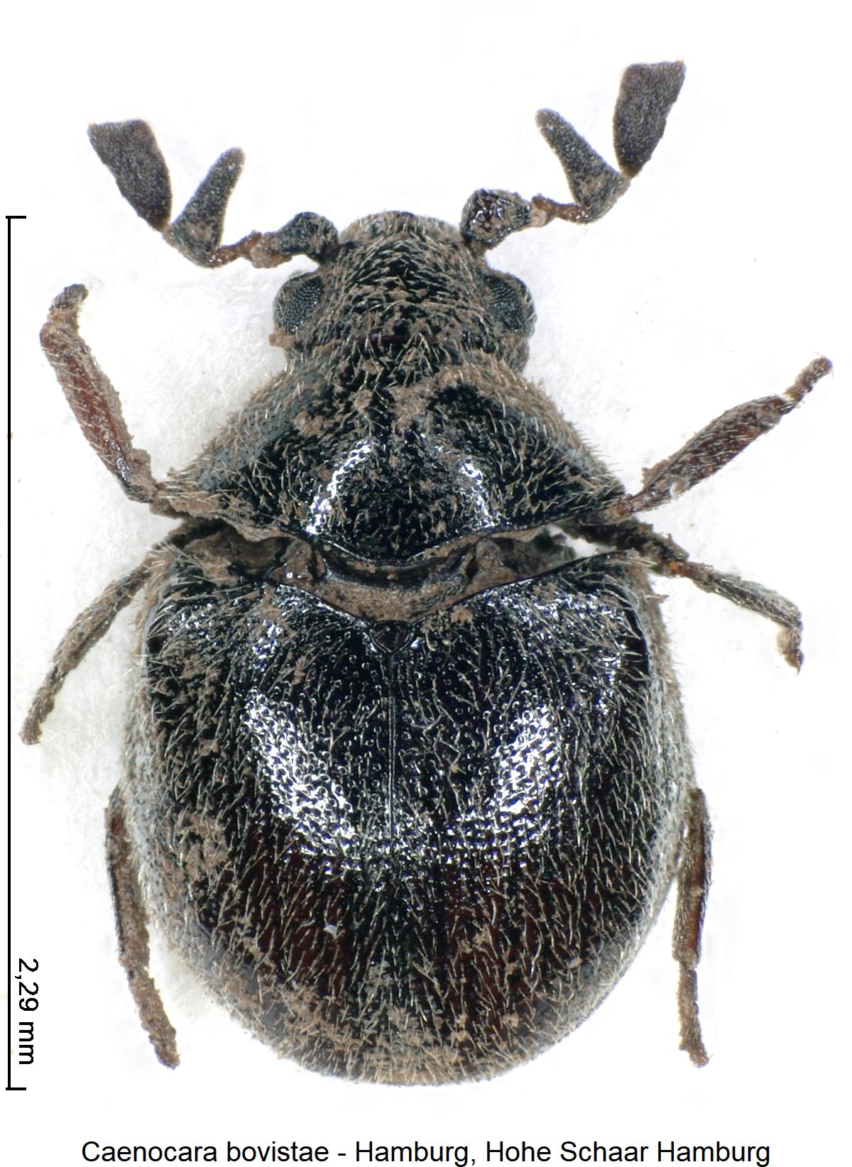 caenocara_bovistae_hab.jpg