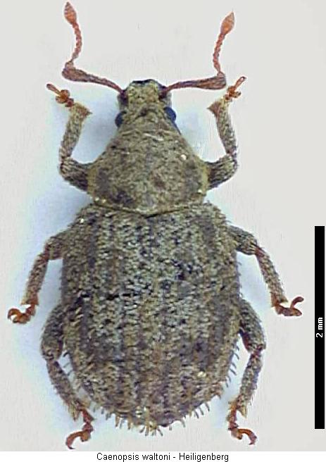 caenopsis_waltoni_hab.jpg