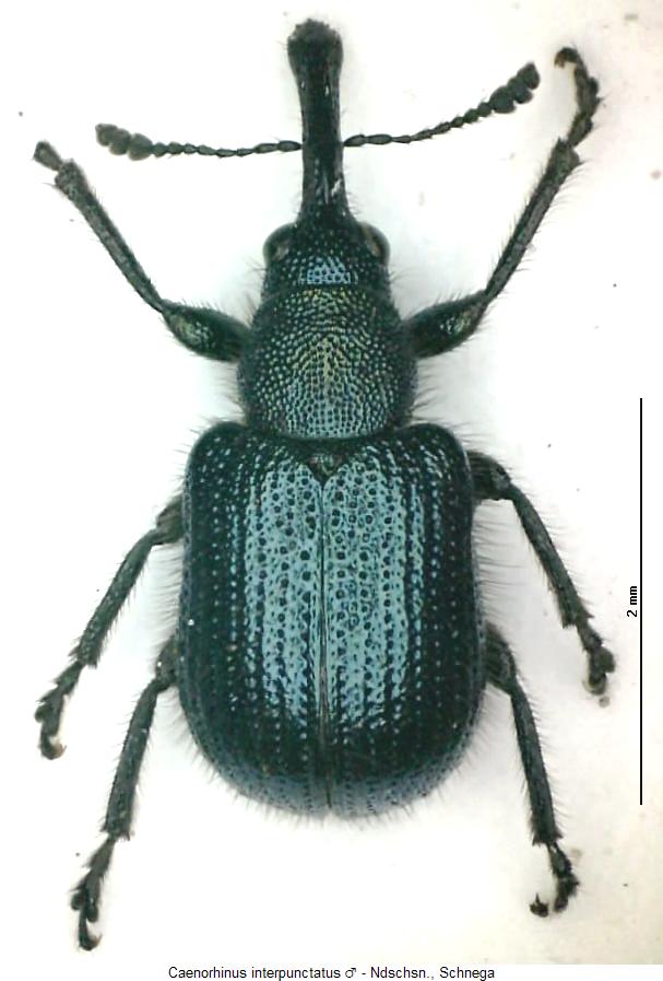 caenorhinus_interpunctatus_hab.jpg