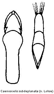caenoscelis_subdeplanata.gif