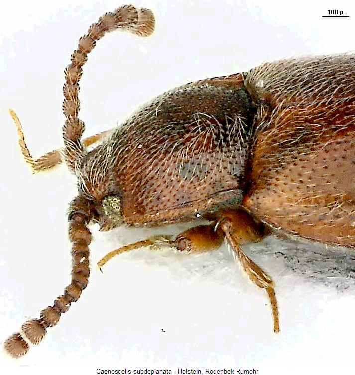 caenoscelis_subdeplanata_vk.jpg