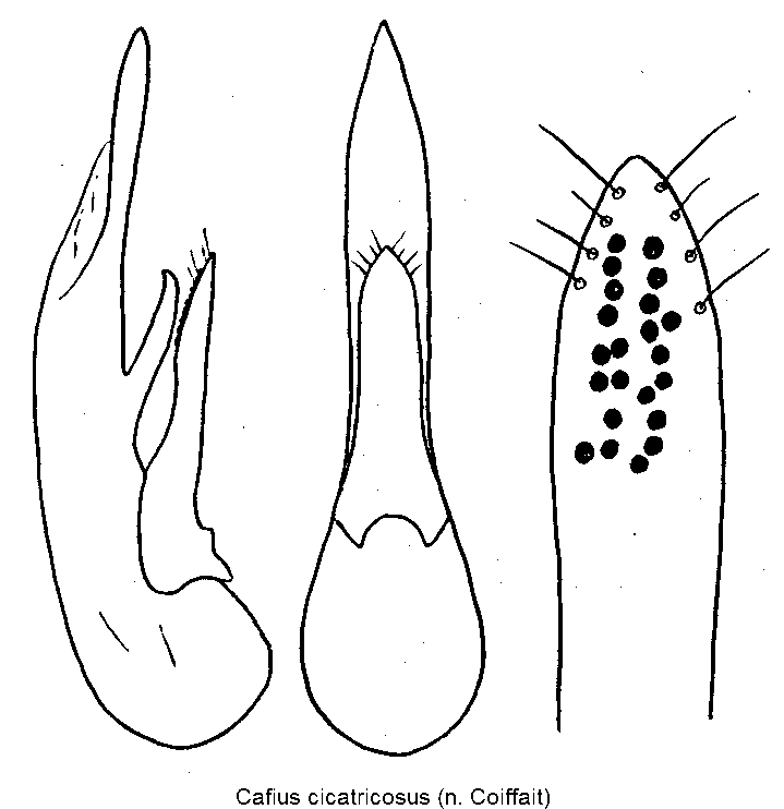 cafius_cicatricosus.gif
