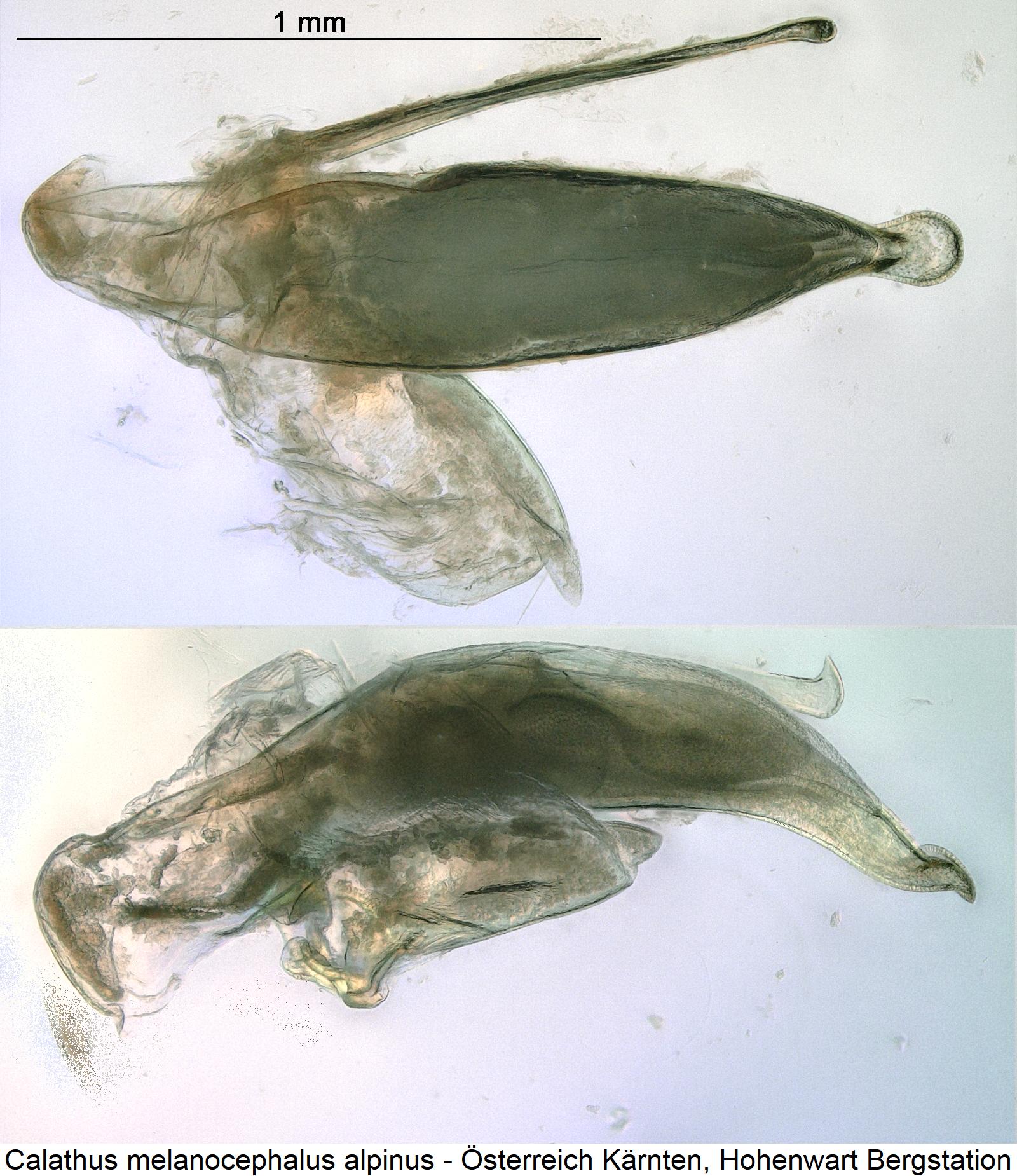 calathus_alpinus.jpg