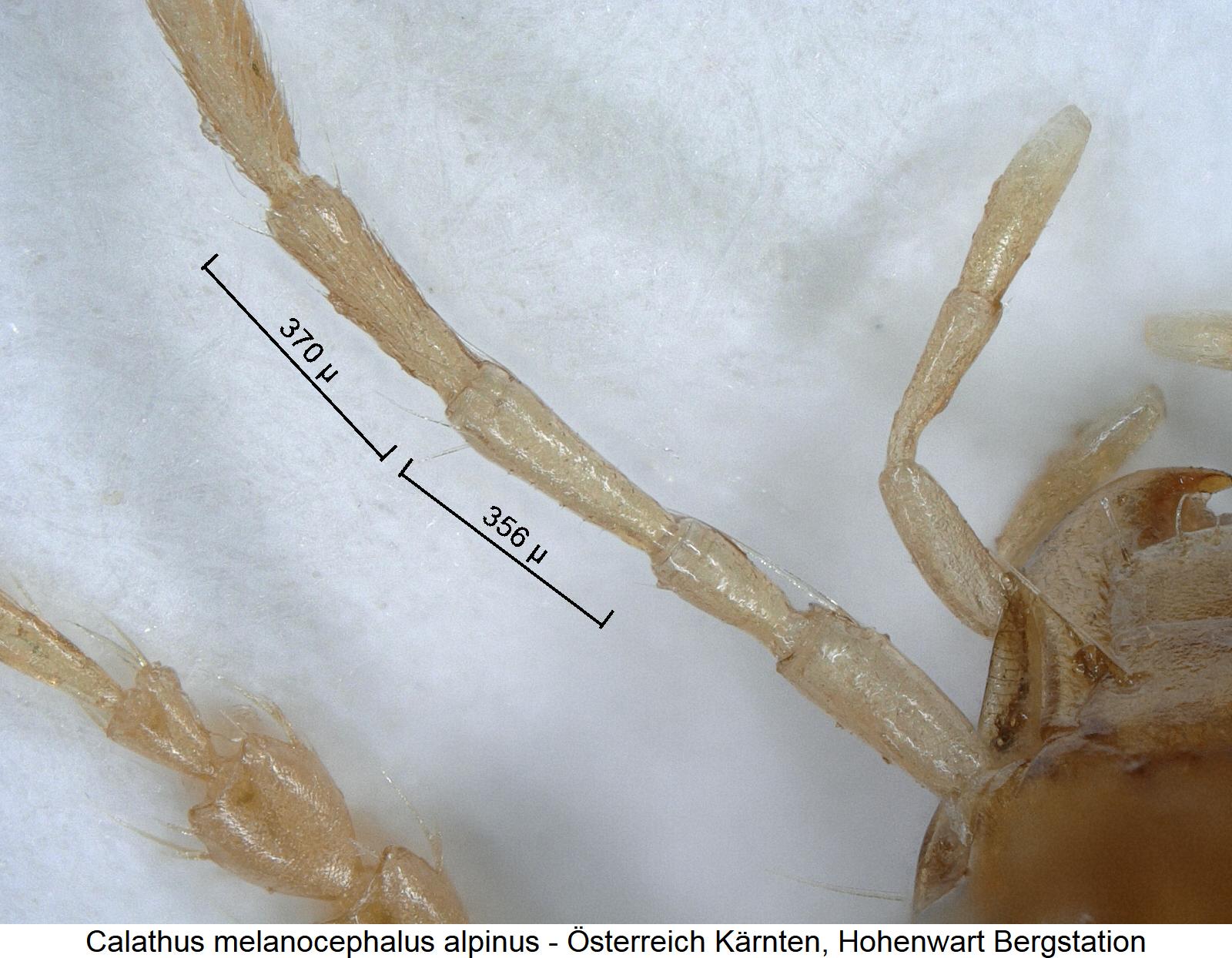 calathus_alpinus_f.jpg