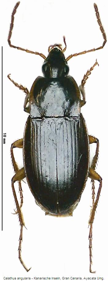 calathus_angularis_hab.jpg