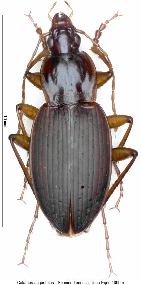 calathus_angustulus_hab.jpg