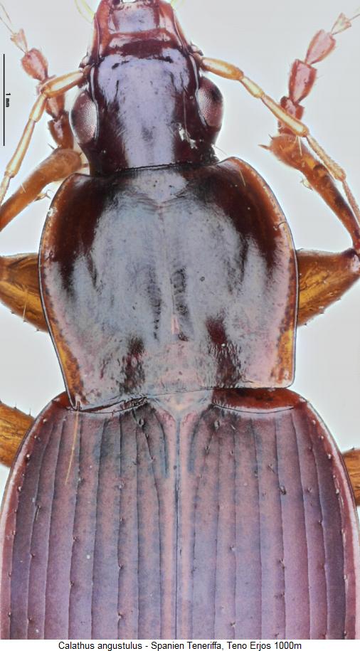 calathus_angustulus_vk.jpg