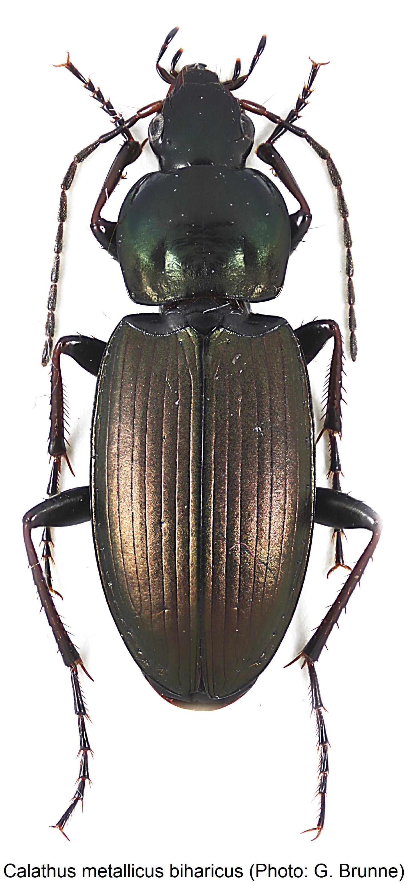 calathus_biharicus_hab1.jpg