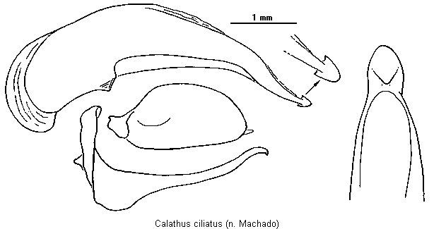 calathus_ciliatus.gif