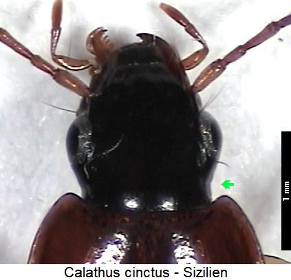 calathus_cinctus_k.jpg