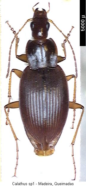calathus_colesianus_hab.jpg