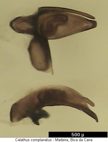 calathus_complanatus.jpg
