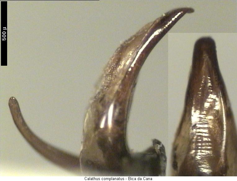 calathus_complanatus2.jpg