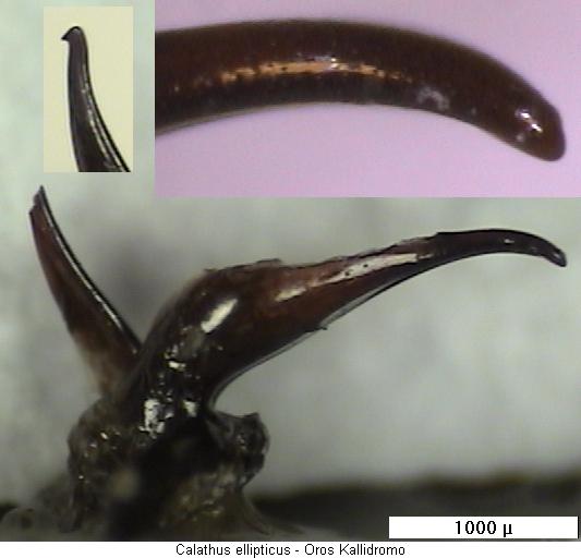 calathus_ellipticus.jpg
