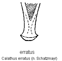 calathus_erratus.gif