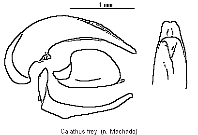 calathus_freyi.gif
