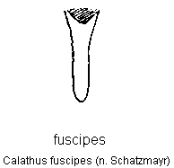 calathus_fuscipes.gif