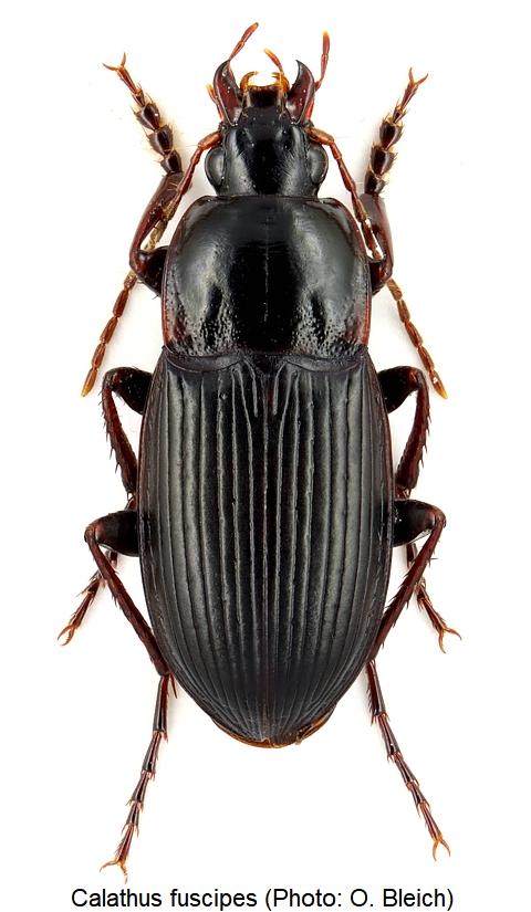 calathus_fuscipes_hab.jpg