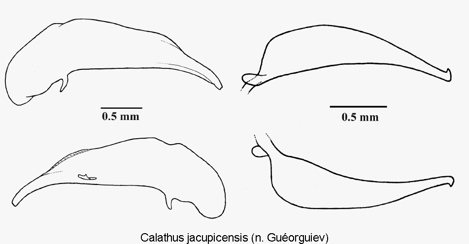 calathus_jacupicensis.gif