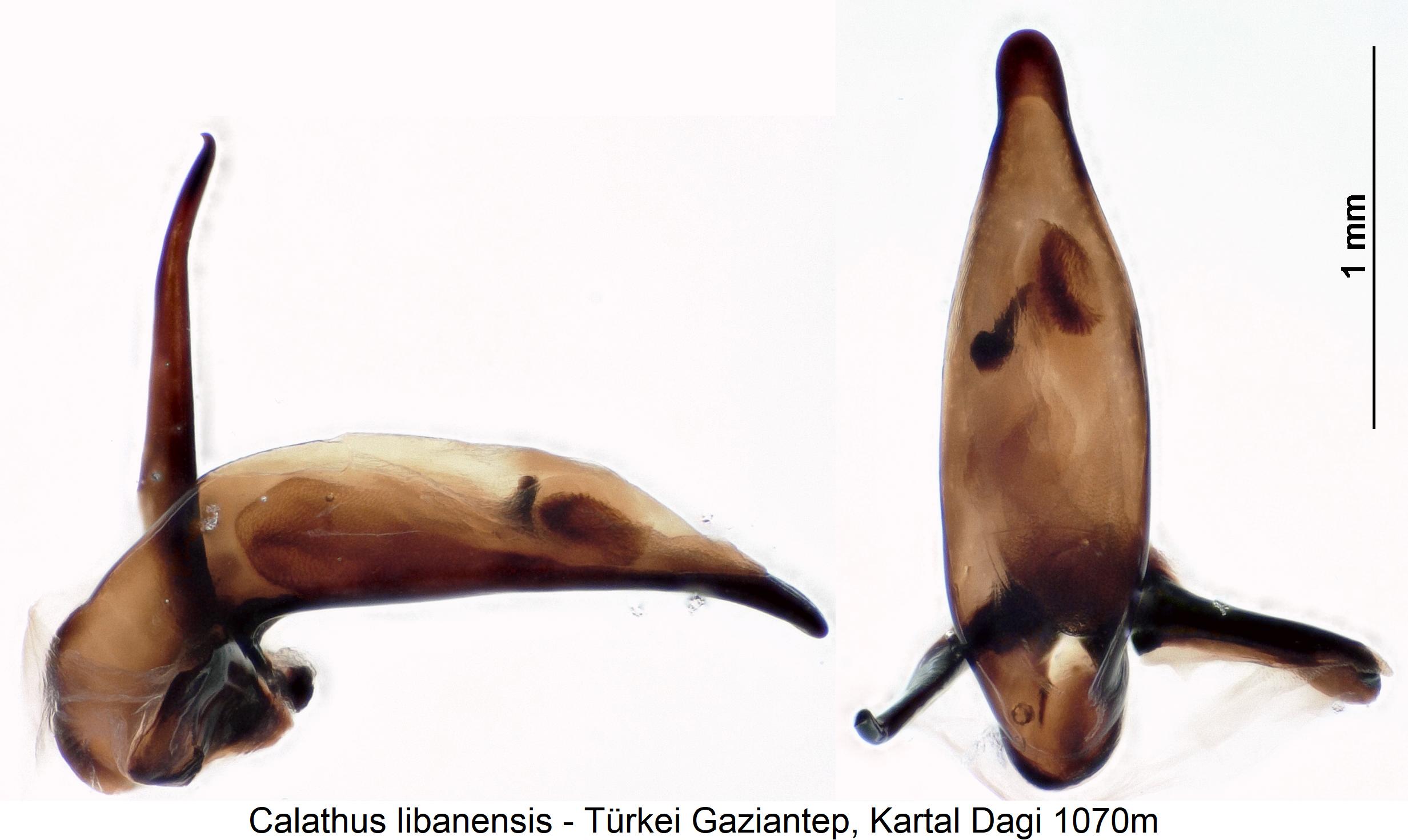 calathus_libanensis1.jpg