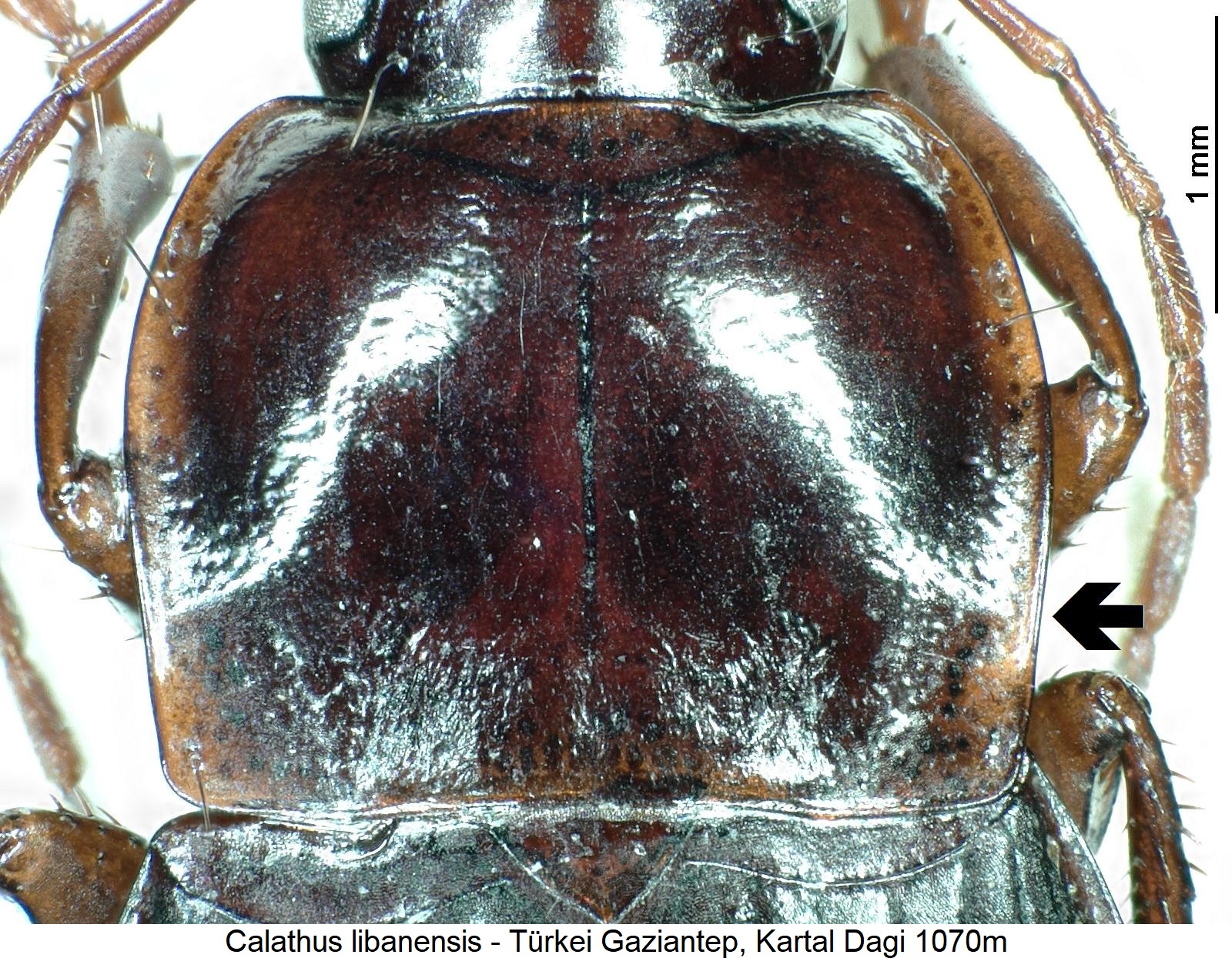 calathus_libanensis_hsch.jpg