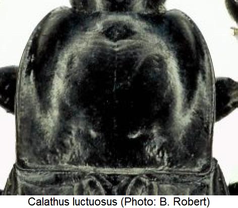 calathus_luctuosus_hsch.jpg
