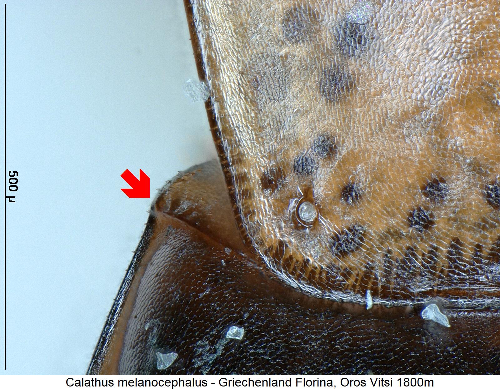 calathus_melanocephalus_hum.jpg