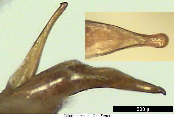 calathus_mollis.jpg