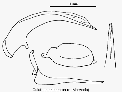 calathus_obliteratus.gif