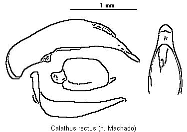 calathus_rectus.gif