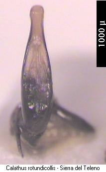 calathus_rotundicollis.jpg