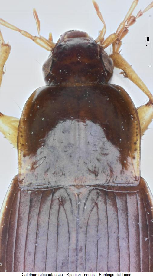 calathus_rufocastaneus_vk.jpg